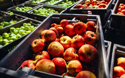 harvest time orchard selecting finest apples cider making